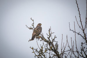 Ein Mäusebussard auf einem Ast mit grauem Hintergrund. Ein Mäusebussard auf einem Ast mit grauem Hintergrund.